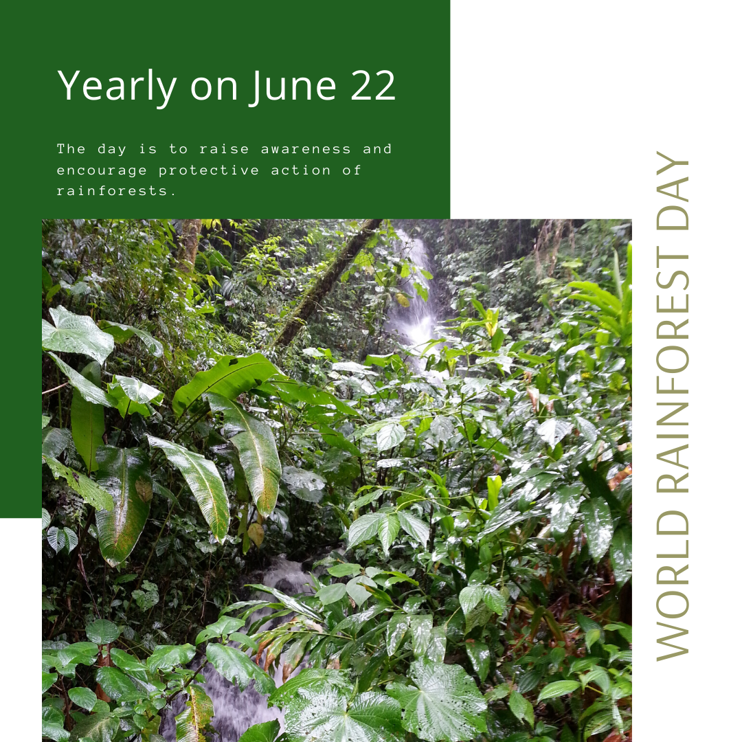 June 22nd is World Rainforest Day activist360