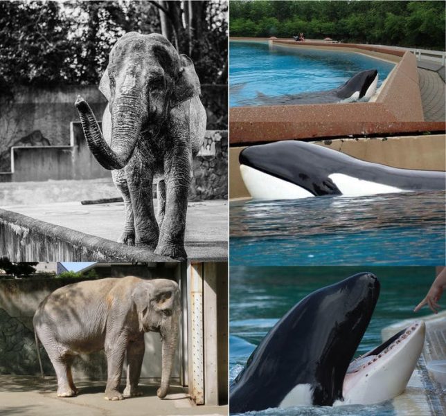 Hanako, an Asian elephant kept at Japan’s Inokashira Park Zoo; and Kiska, an orca that lives at Marineland Canada. One image depicts Kiska’s damaged teeth. Elephants in Japan (left image), Ontario Captive Animal Watch (right image), CC BY-ND