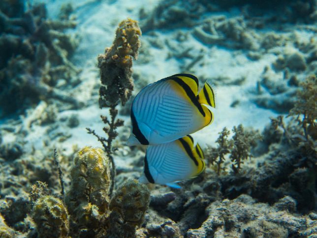 A pair of fish swim near the ocean floor off the coast of Mauritius. A motion calling for an end to deep sea mining of minerals was adopted at the world congress of the International Union for the Conservation of Nature this week. (Photo: Roman Furrer/Flickr/cc)