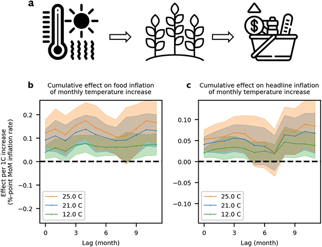 The cumulative marginal effect of temperature shocks on food and headline inflation.