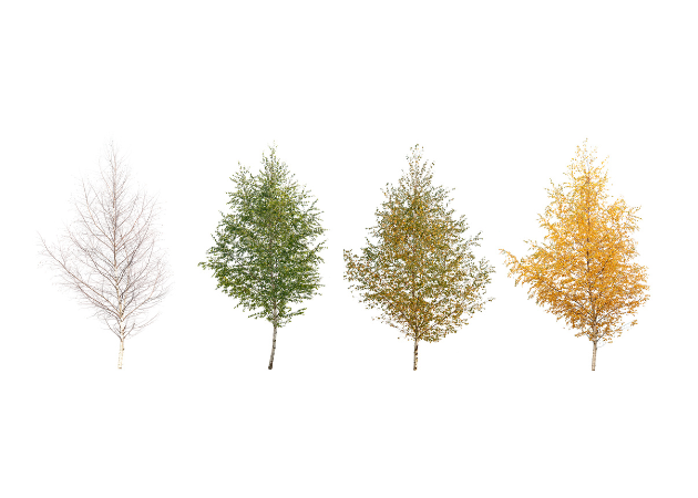 Tree in four different seasons