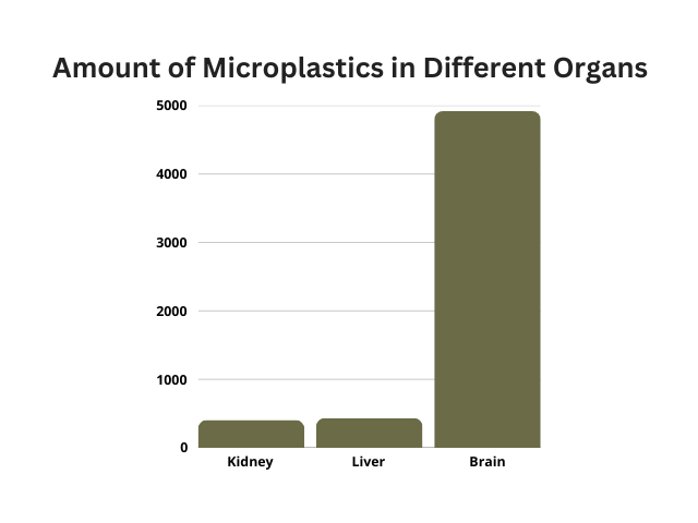 Comparison of microplastic accumulation in human organs—brain has 10x more than liver and kidney, visualized with sugar in glass jars.