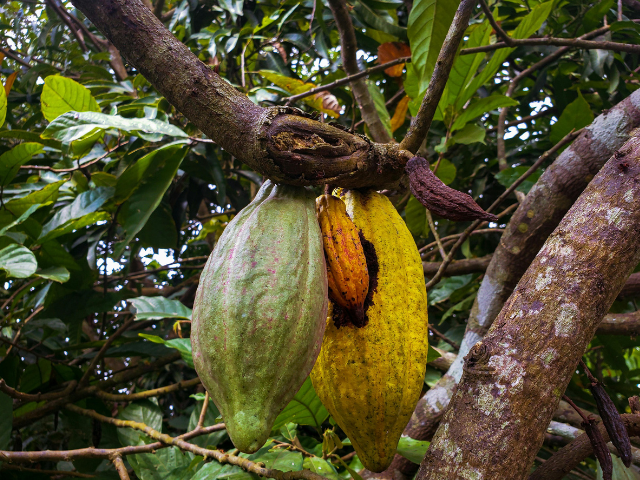 A close-up of cacao pods hanging from a tree branch. One pod is green and healthy, while the other is yellowed. The tree’s bark is rough, surrounded by green leaves.