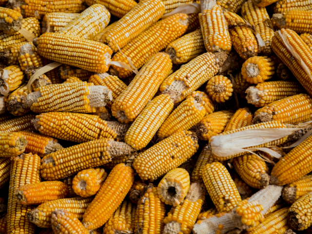 A pile of dried corn cobs, some with missing kernels.